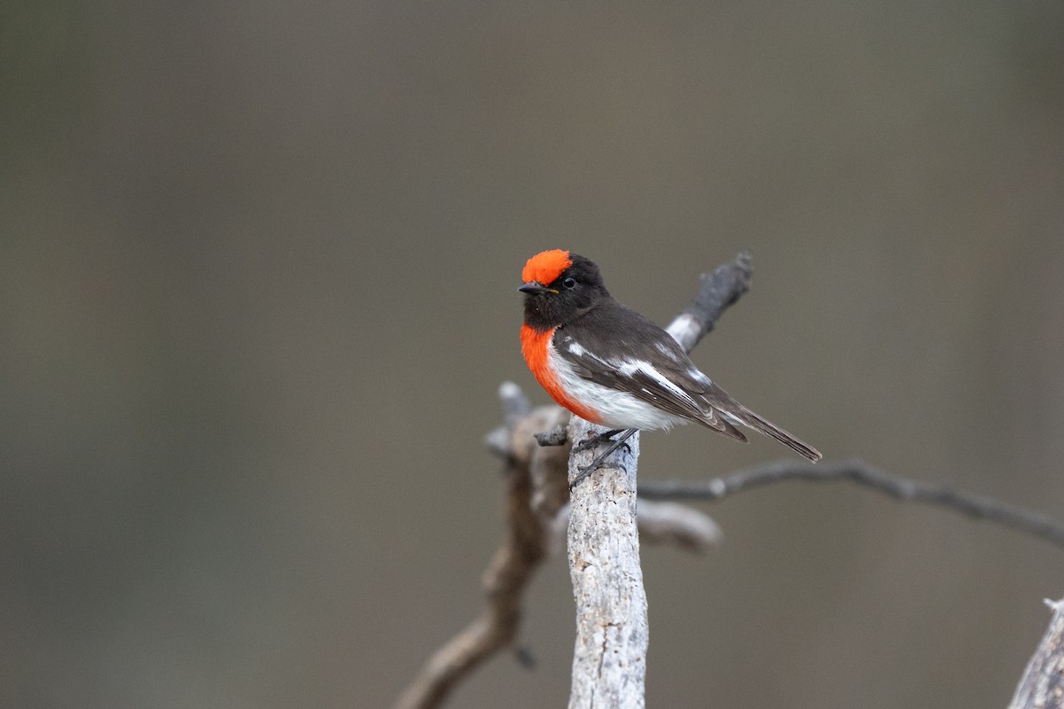 Red-capped Robin - ML643175221