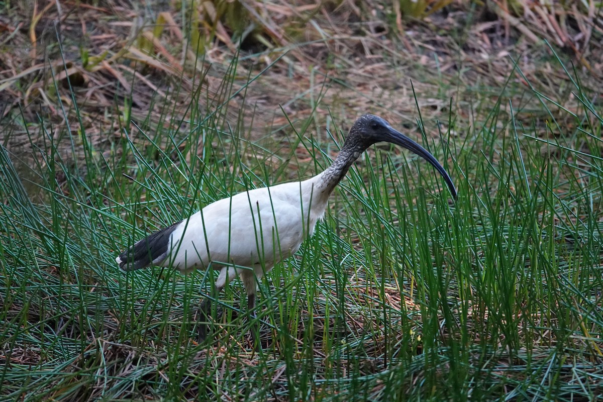 Australian Ibis - ML643175222