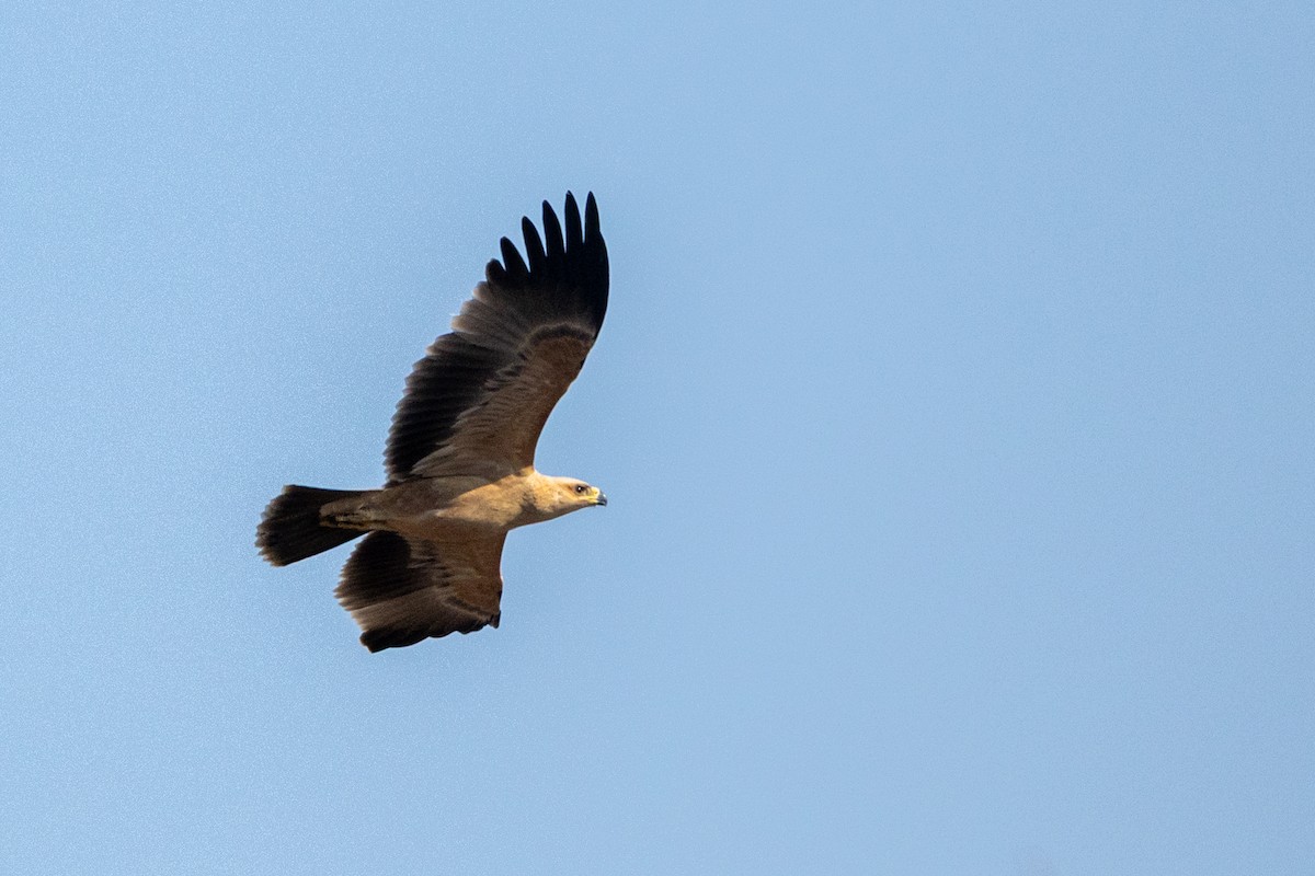 Tawny Eagle - ML643175223