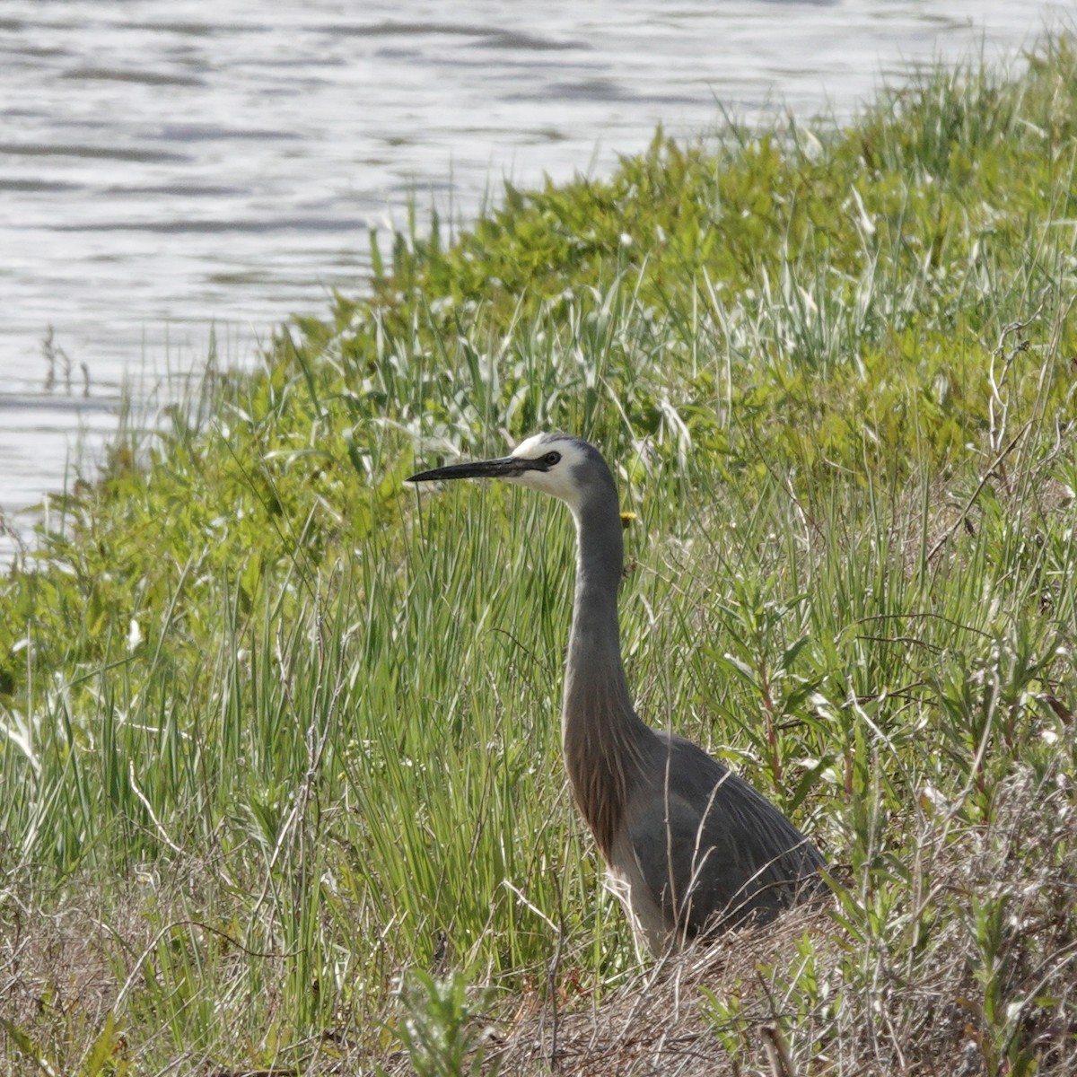 White-faced Heron - ML643175225