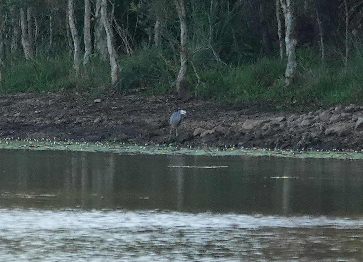 White-faced Heron - ML643175228