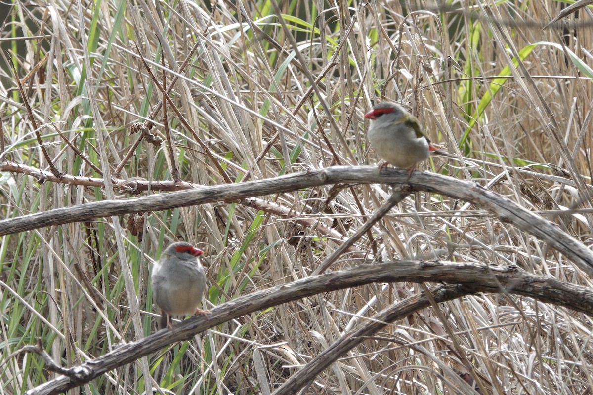 Red-browed Firetail - ML643175229