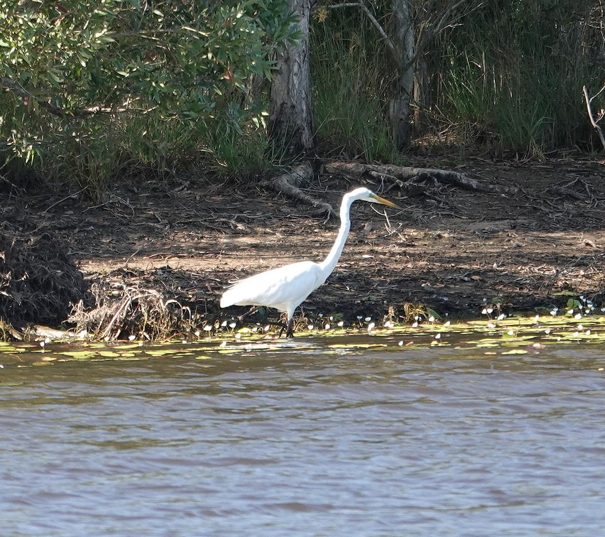 Great Egret - ML643175230