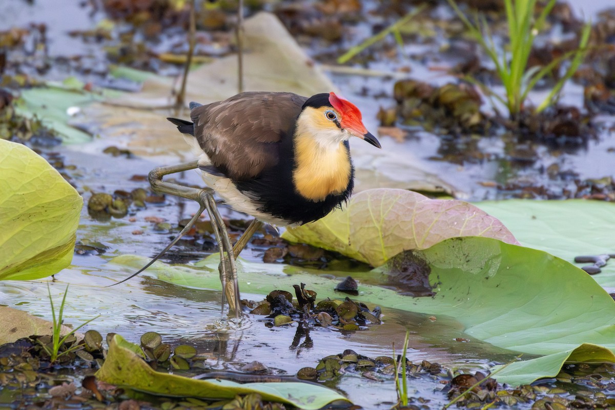 Comb-crested Jacana - ML643175231