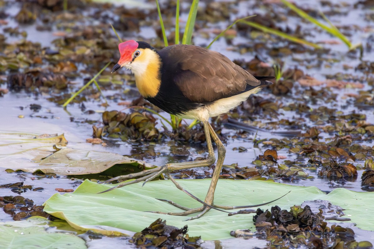 Comb-crested Jacana - ML643175232