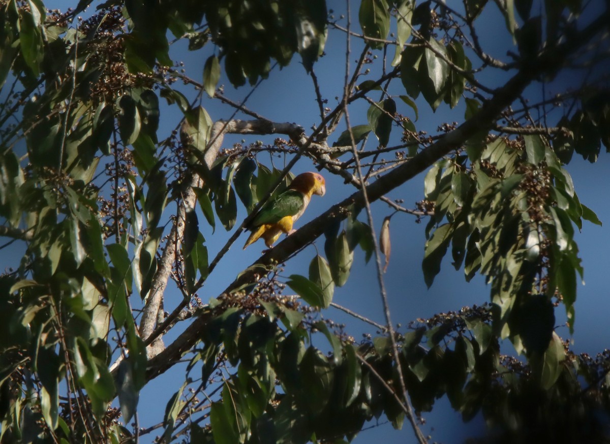 White-bellied Parrot - ML643175233
