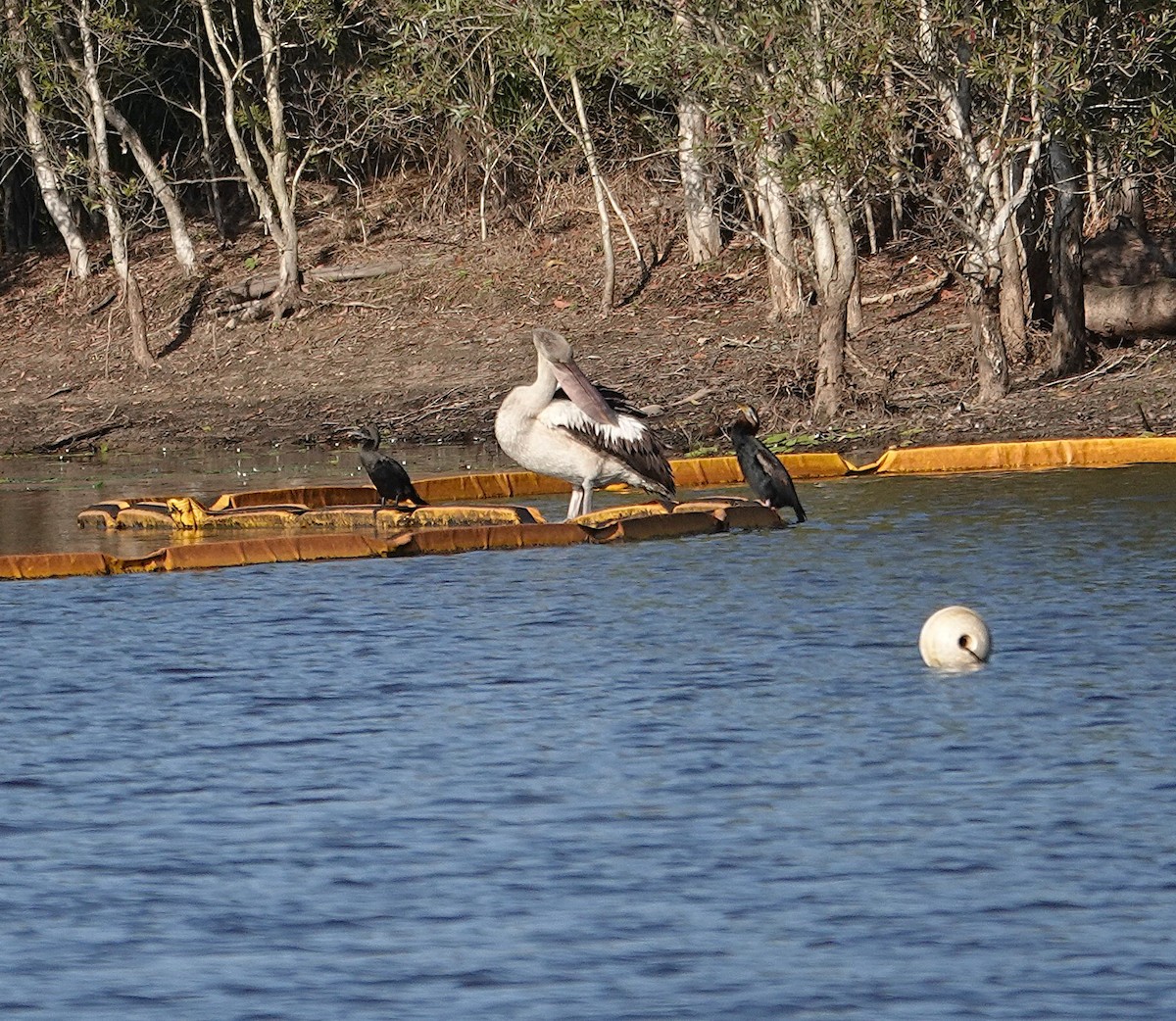 Australian Pelican - ML643175234
