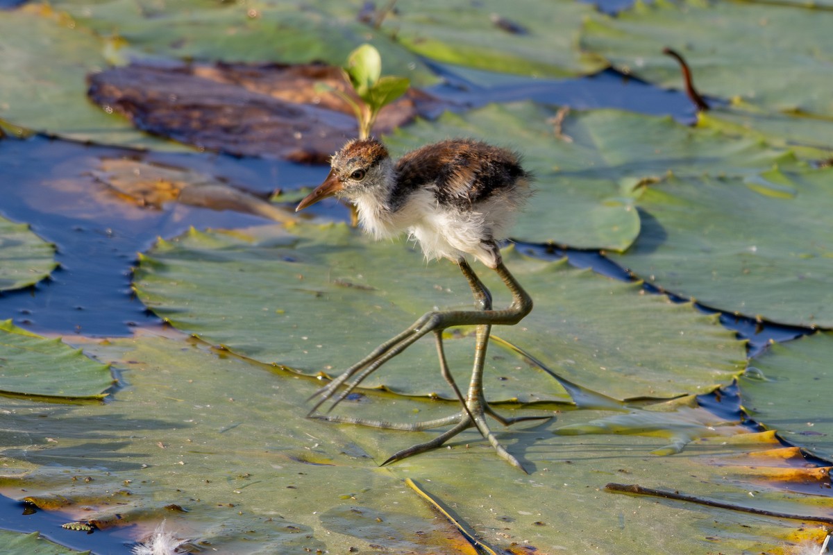 Comb-crested Jacana - ML643175236