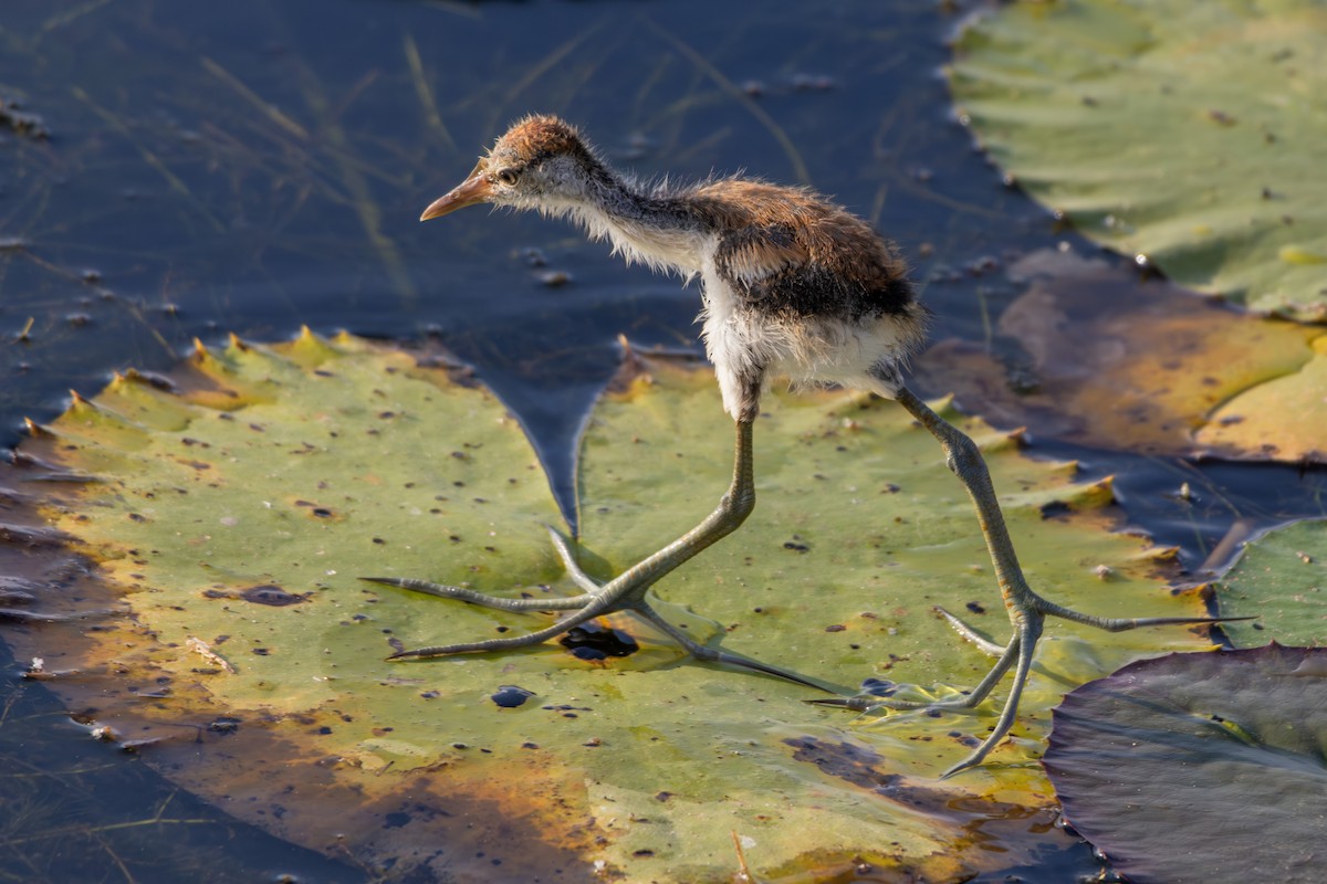 Comb-crested Jacana - ML643175237