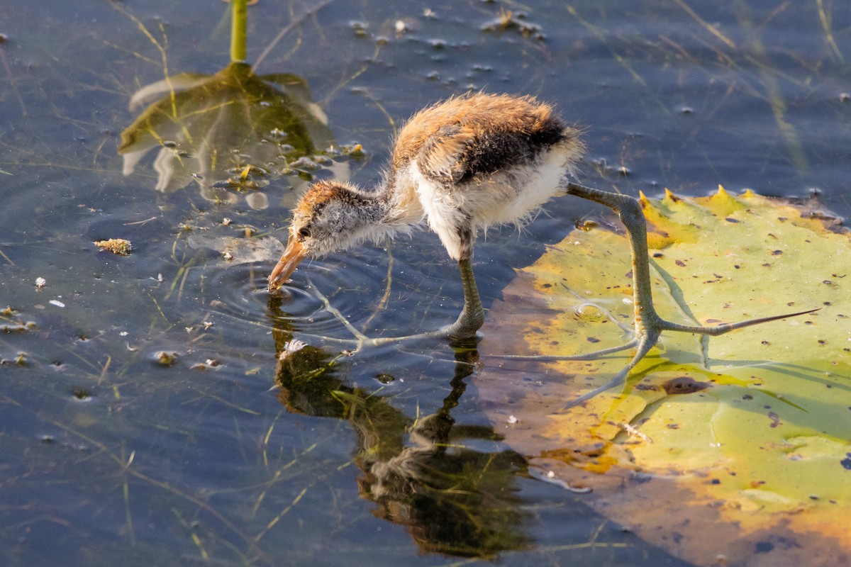 Comb-crested Jacana - ML643175238