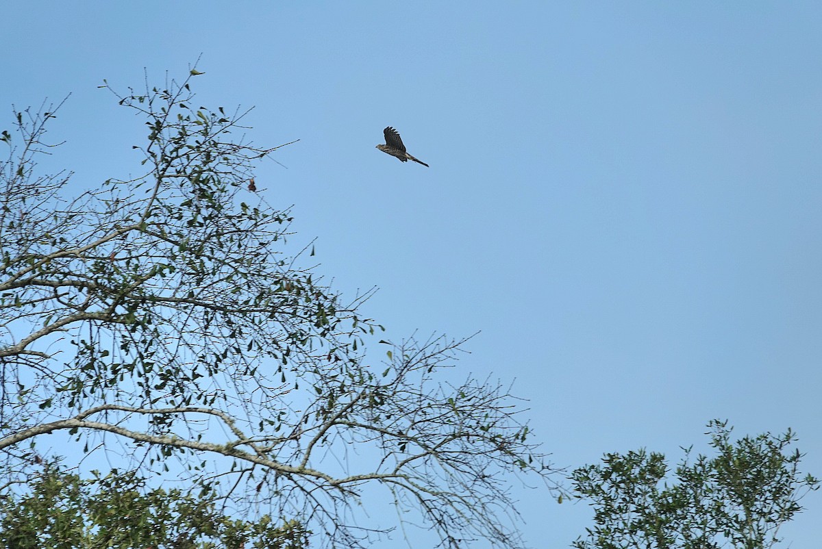 Sharp-shinned Hawk - ML643175270
