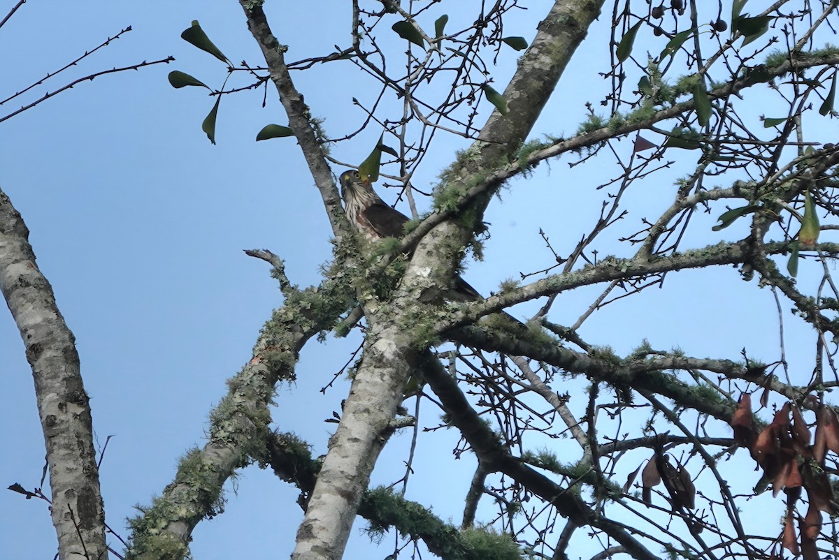 Sharp-shinned Hawk - ML643175271