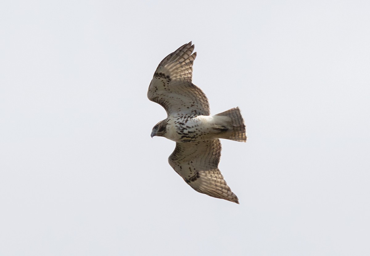 Red-tailed Hawk - ML643175272