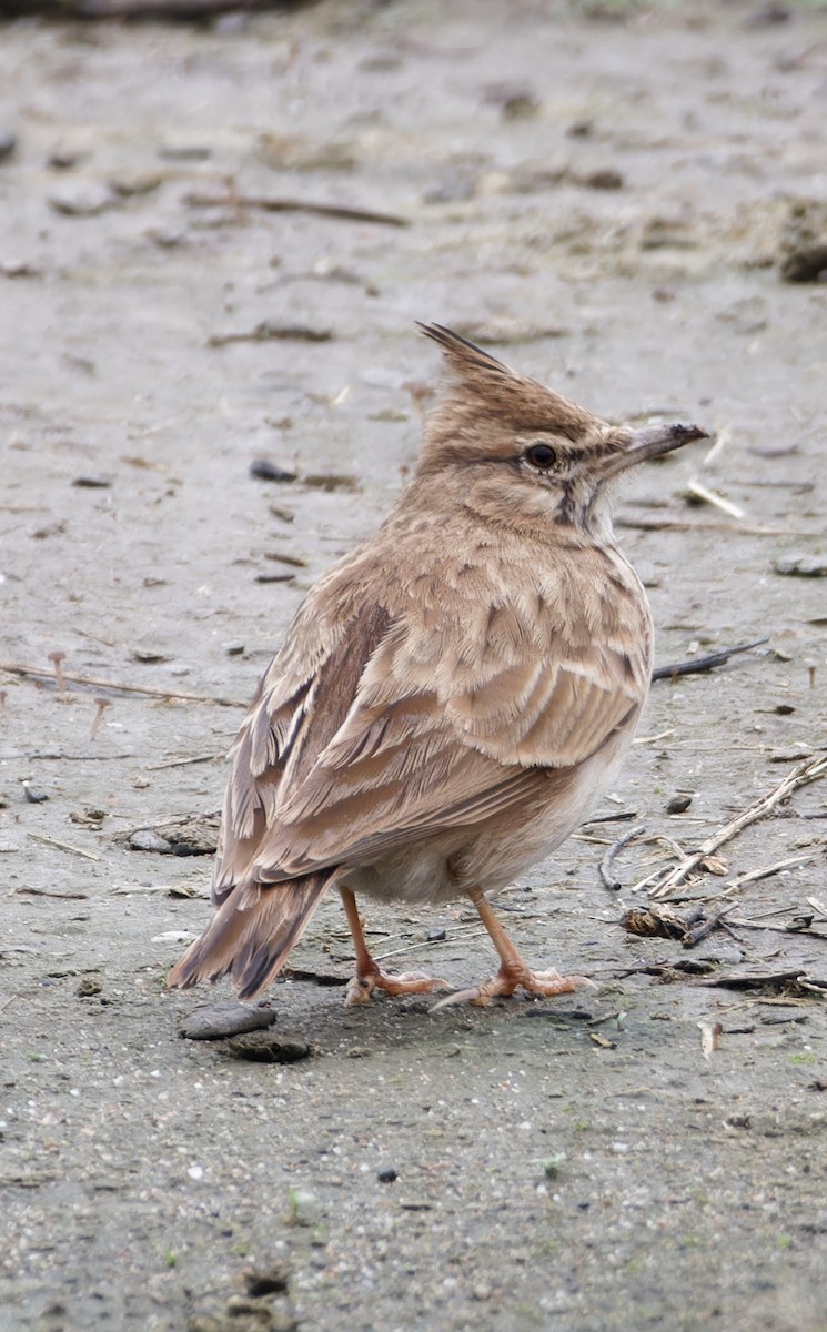 Crested Lark - ML643175273