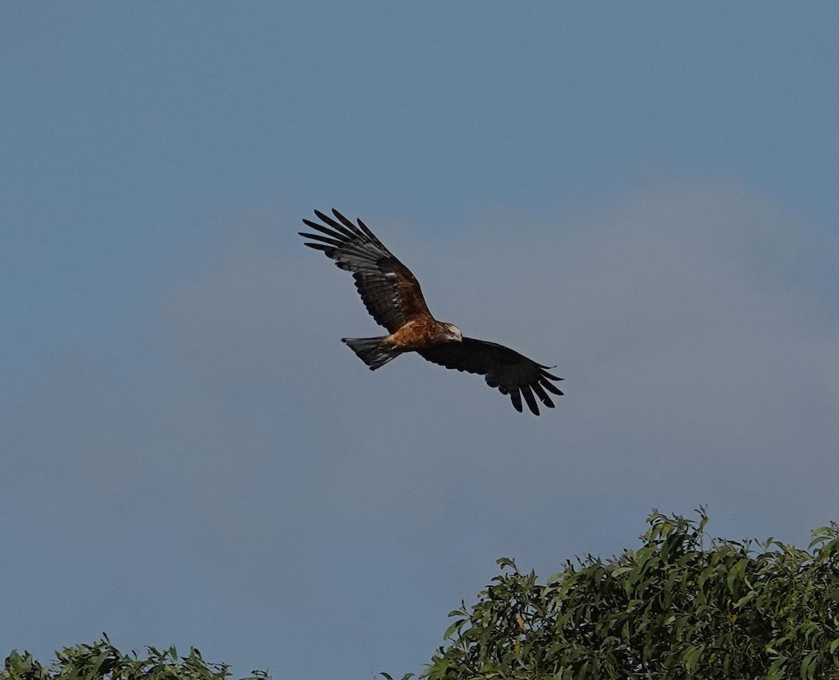 Square-tailed Kite - ML643175274