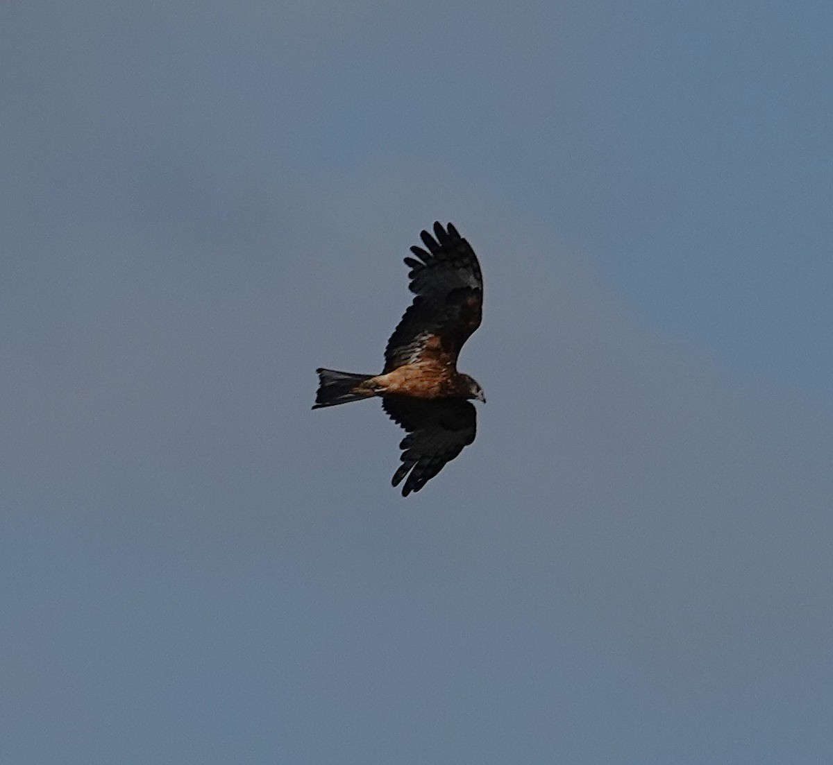 Square-tailed Kite - ML643175275