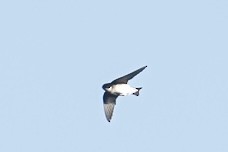 Siberian/Asian House-Martin - ML643175277