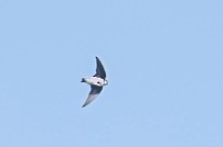 Siberian/Asian House-Martin - ML643175278