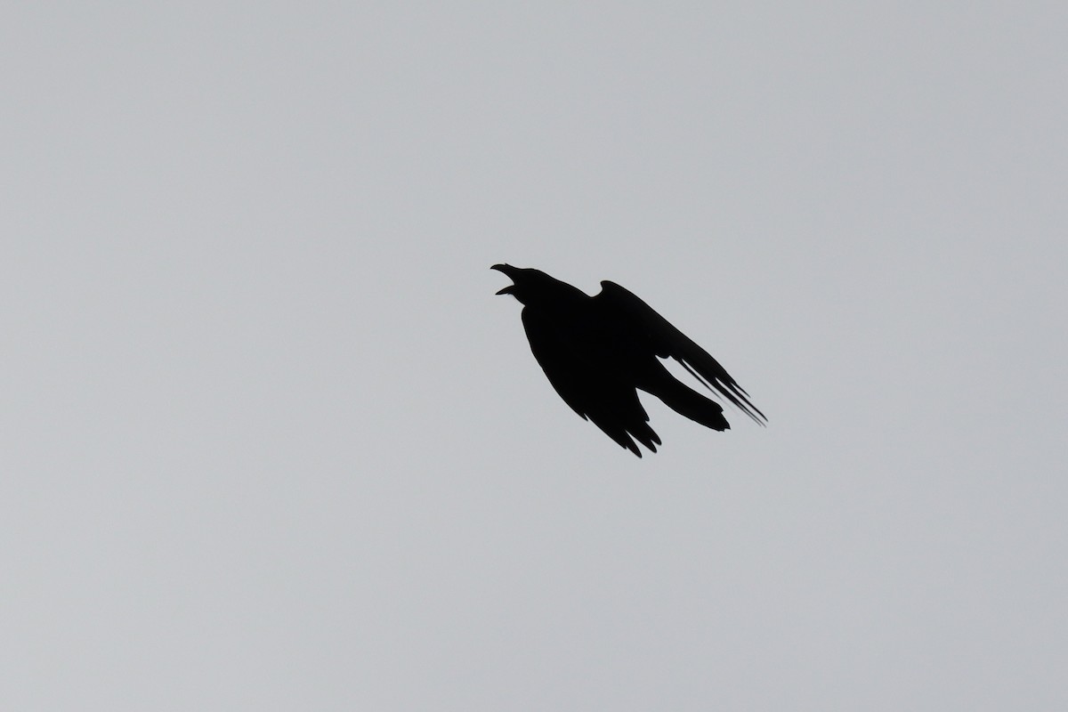 Common Raven - ML643175280