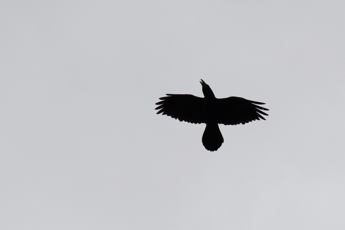 Common Raven - ML643175282