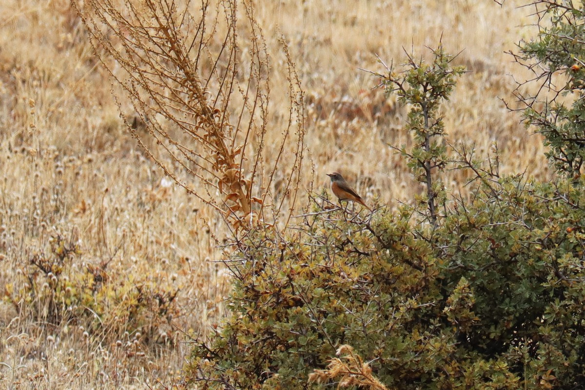 Common Redstart - ML643175283