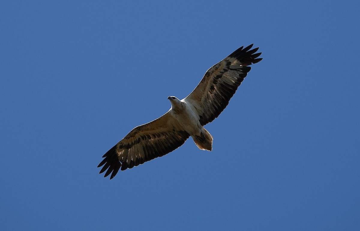 White-bellied Sea-Eagle - ML643175284