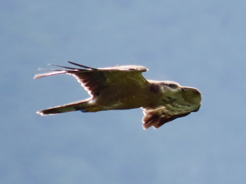 Oriental Honey-buzzard - ML643175287