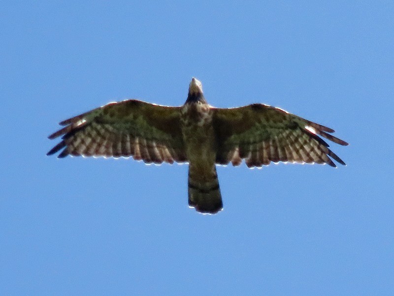 Oriental Honey-buzzard - ML643175288