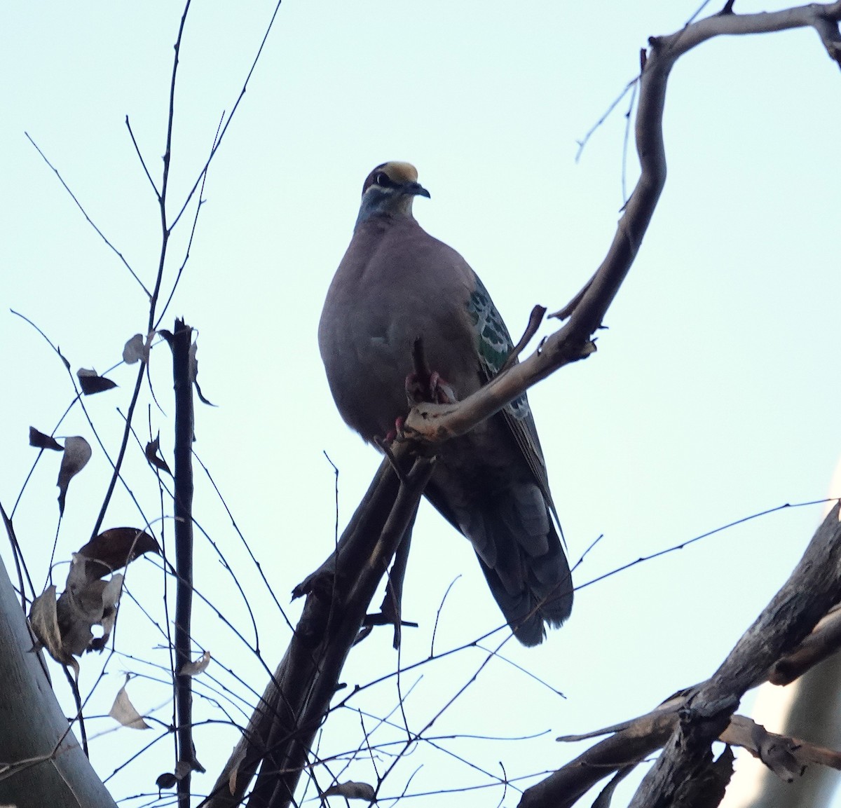 Common Bronzewing - ML643175289