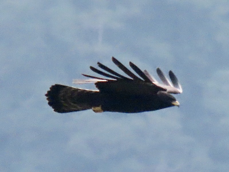 Black Eagle - ML643175290