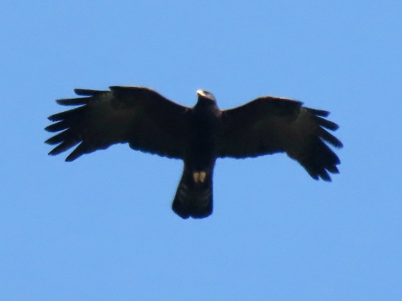 Black Eagle - ML643175291