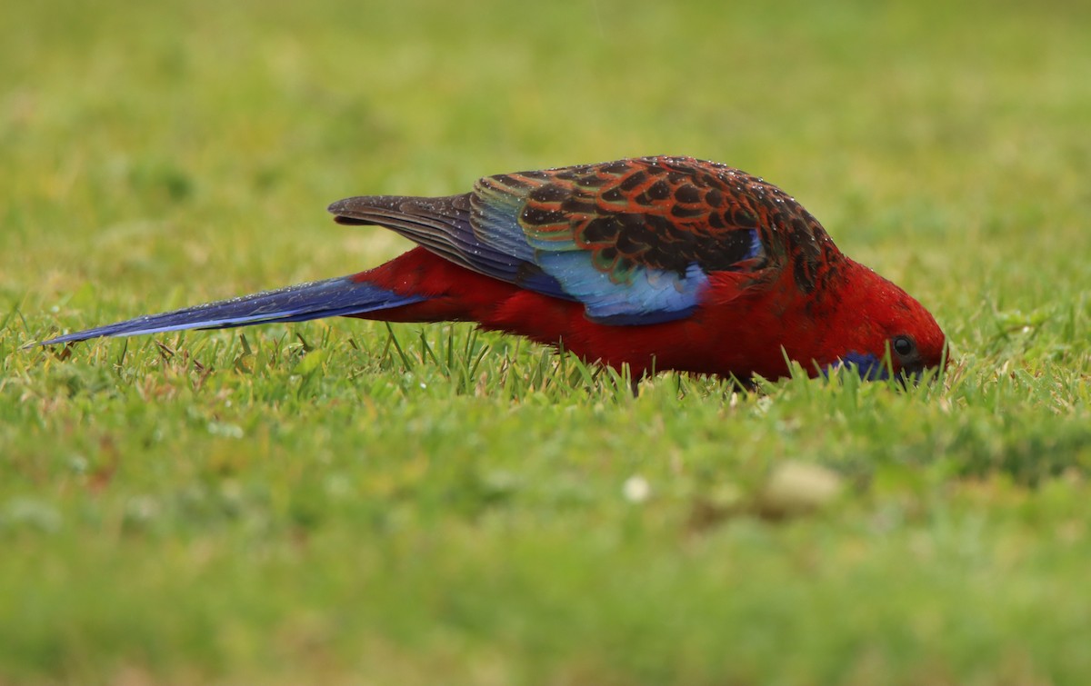 Crimson Rosella (Crimson) - ML643175292