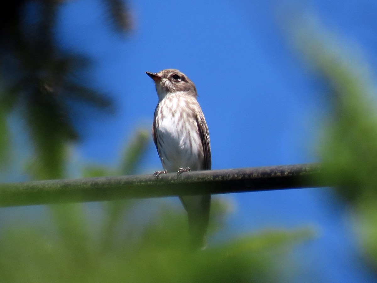 Gray-streaked Flycatcher - ML643175294