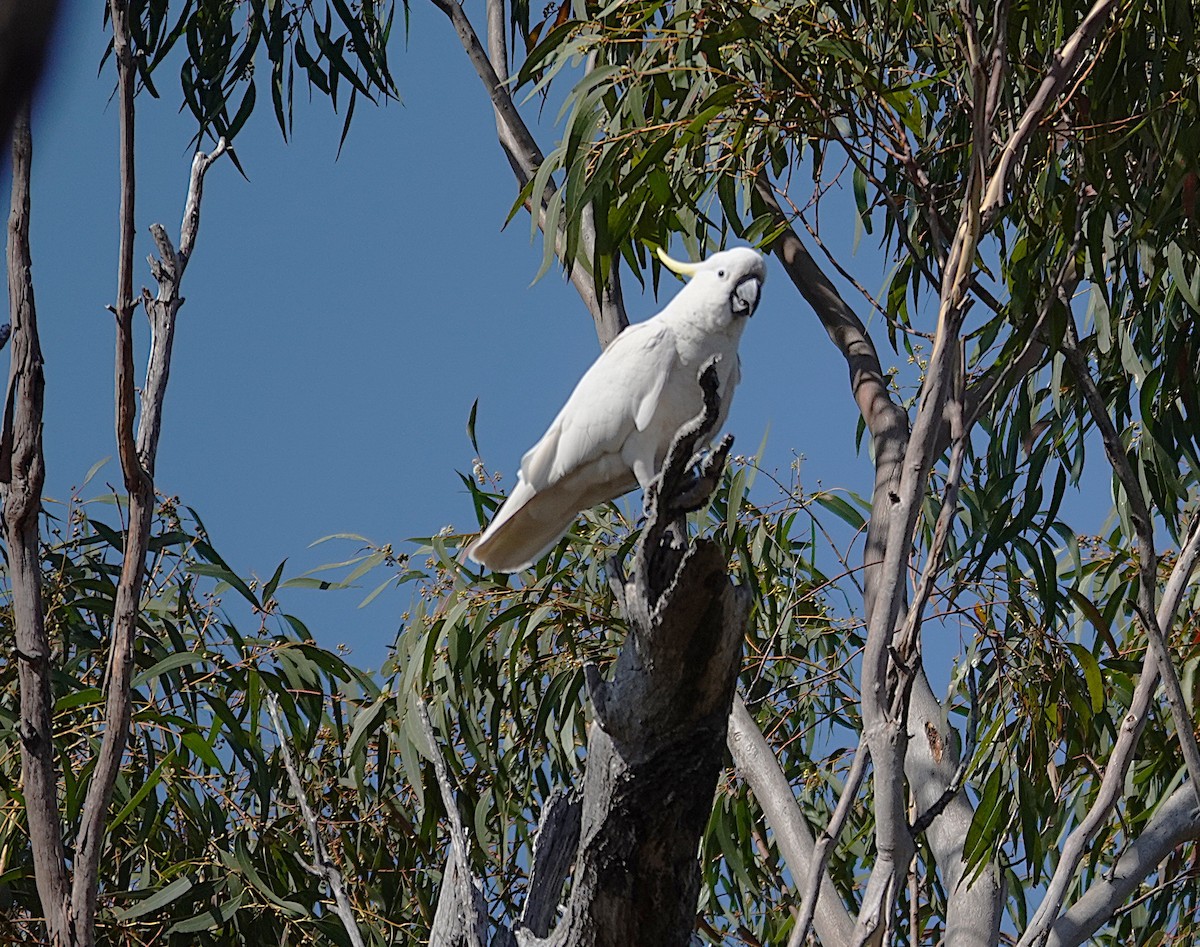 Sulphur-crested Cockatoo - ML643175295