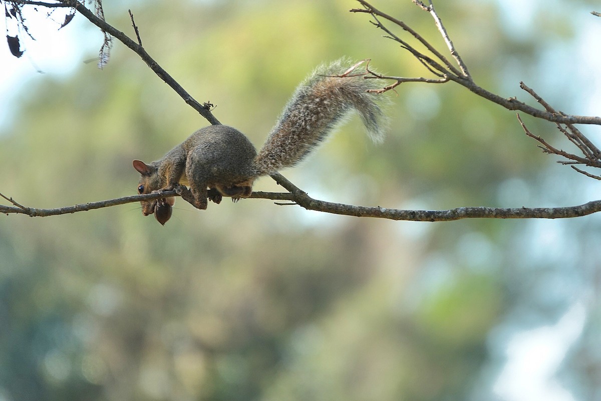Eastern Gray Squirrel - ML643175296
