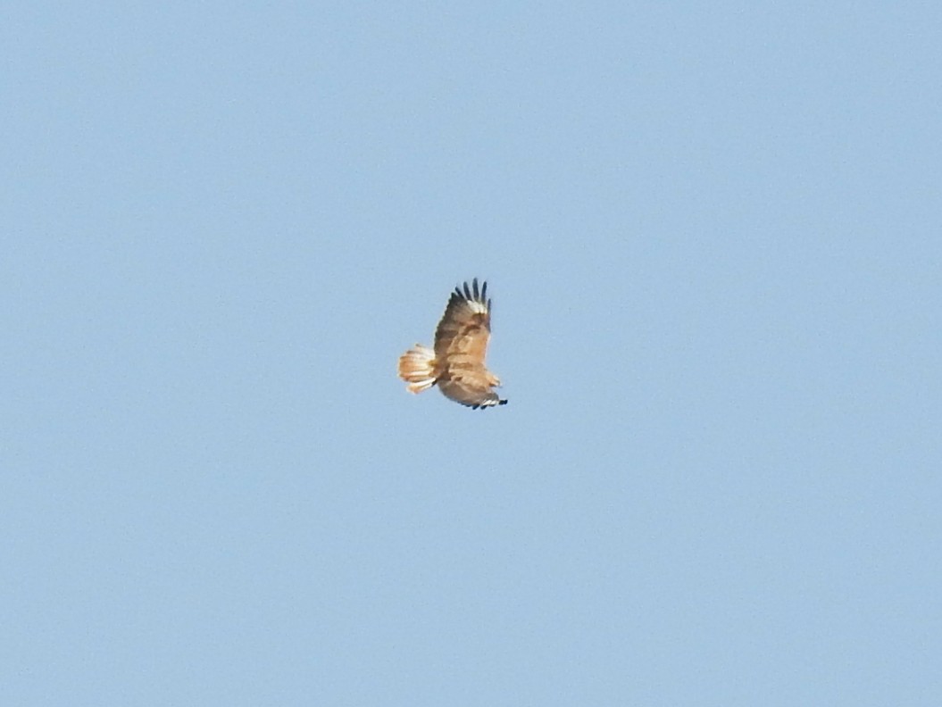 Long-legged Buzzard - ML643175297