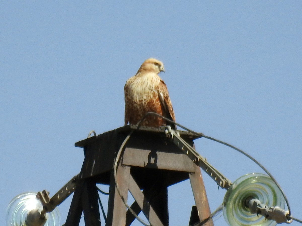 Long-legged Buzzard - ML643175298