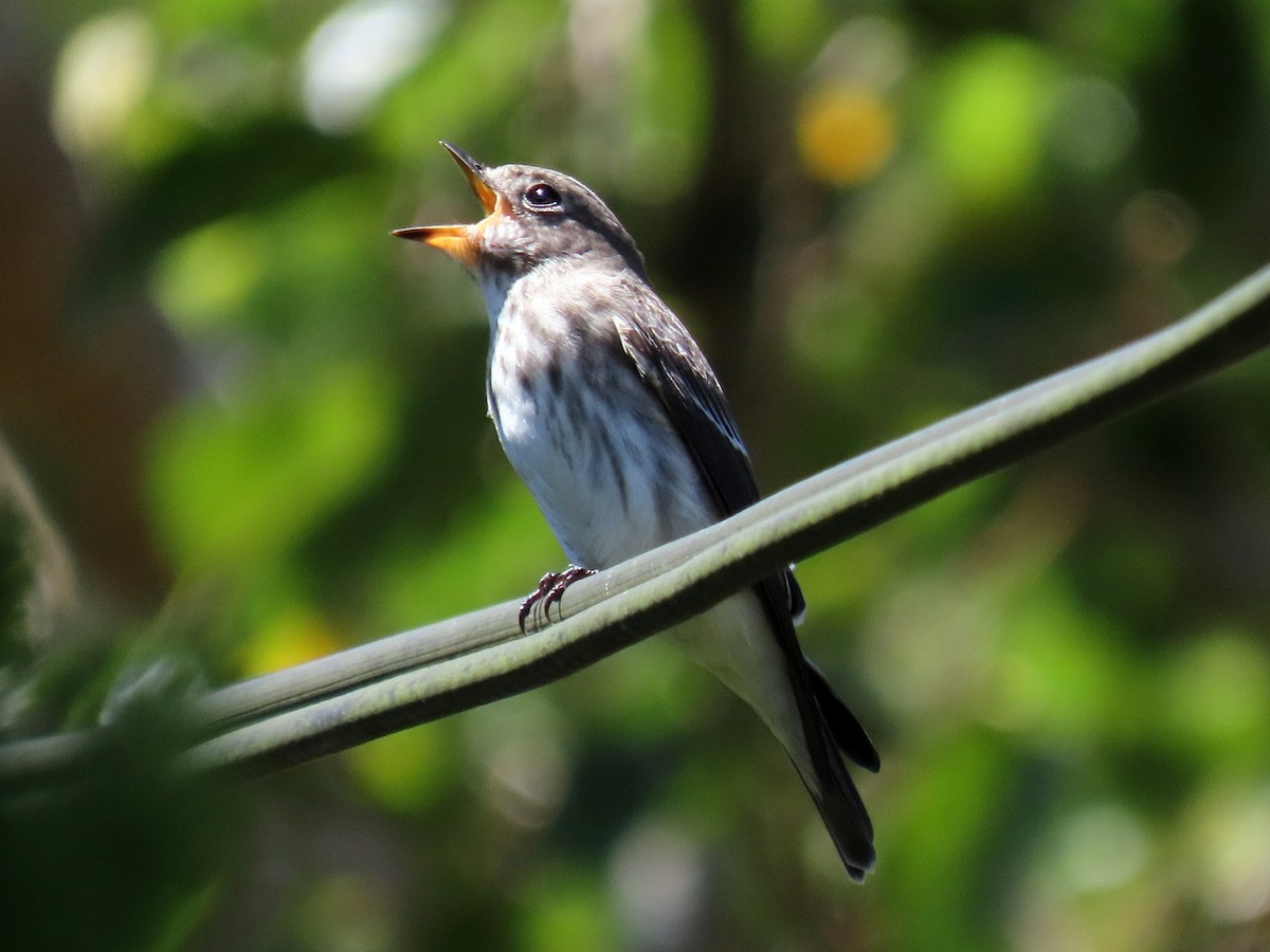 Gray-streaked Flycatcher - ML643175299