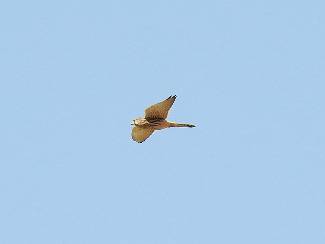 Eurasian Kestrel - ML643175300