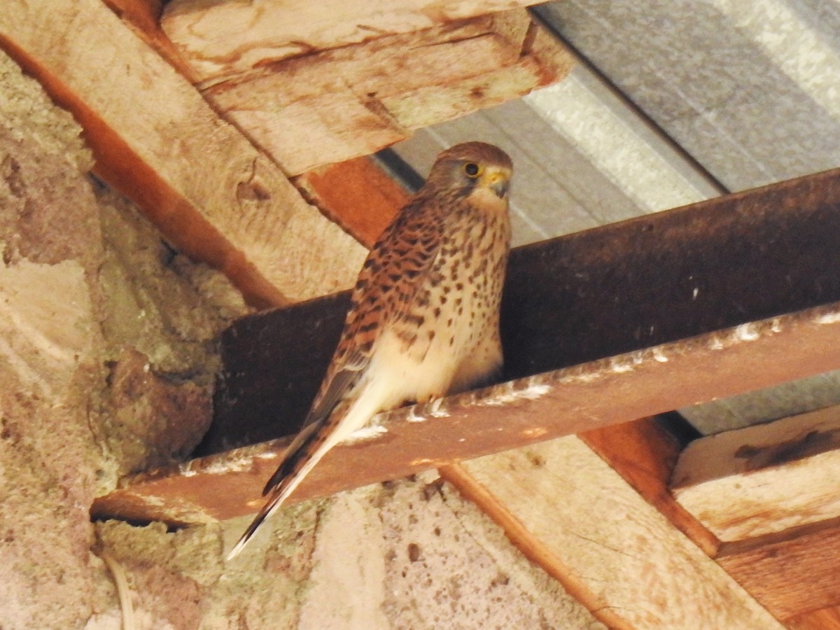 Eurasian Kestrel - ML643175301
