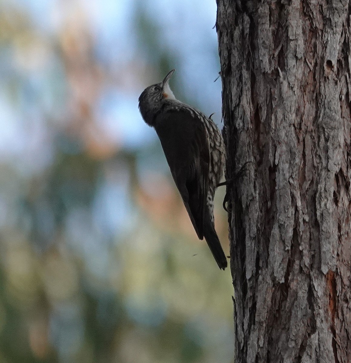 White-throated Treecreeper - ML643175302