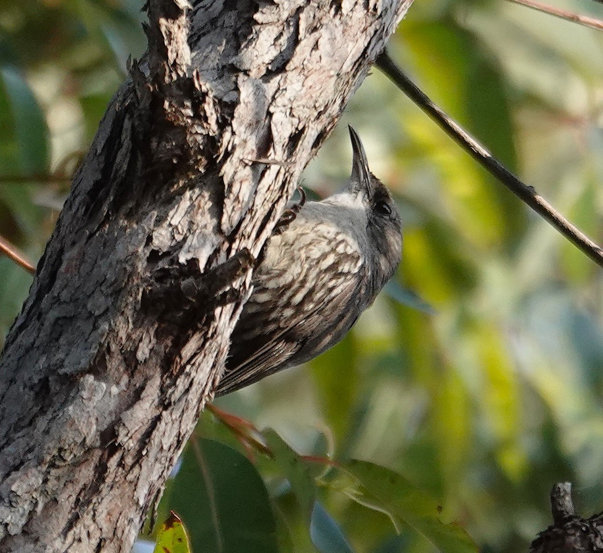White-throated Treecreeper - ML643175303