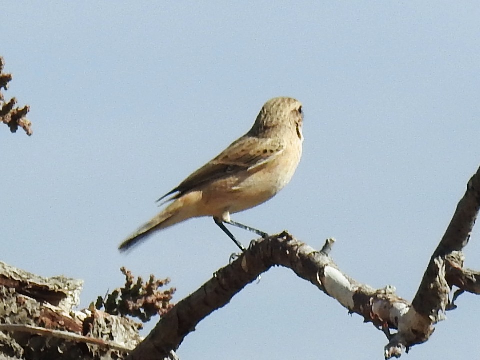 Saxicola sp. - ML643175304
