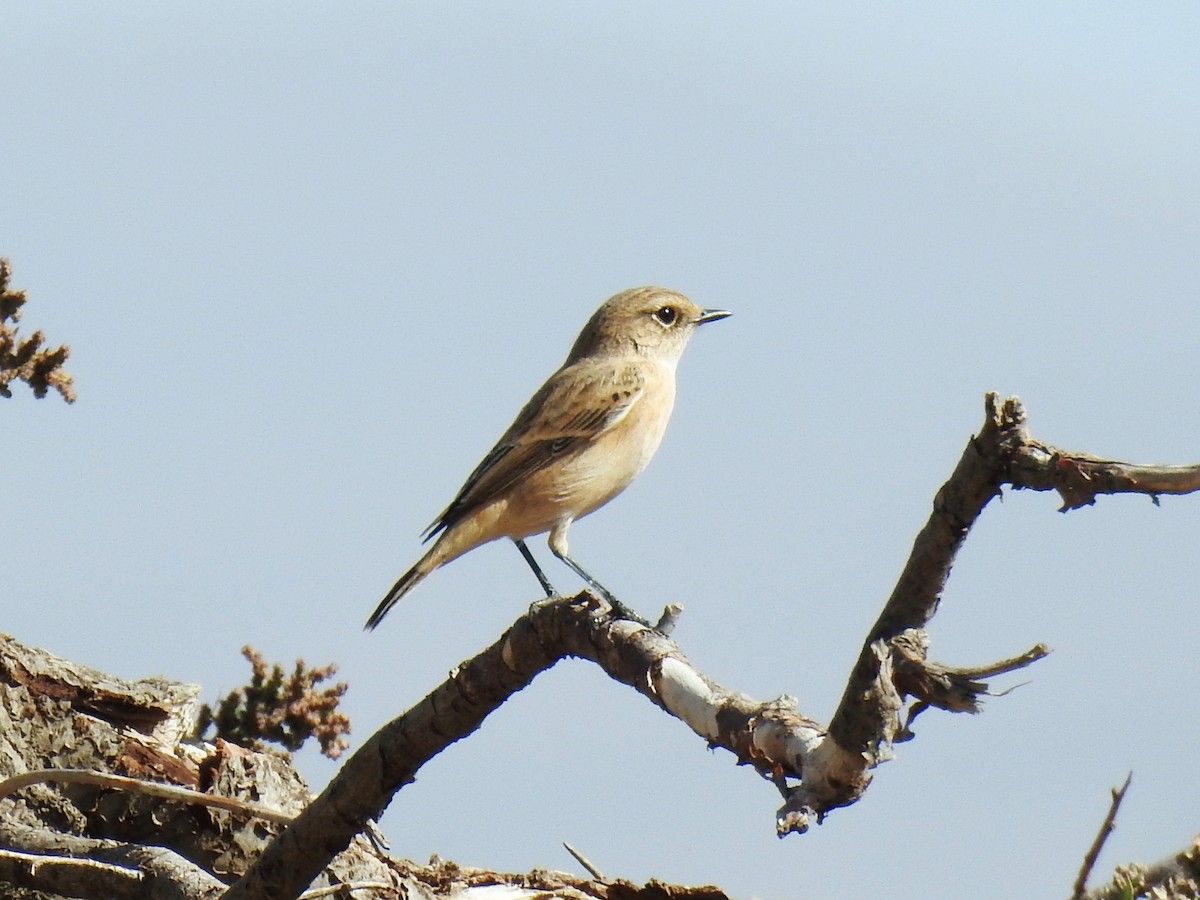 Saxicola sp. - ML643175305