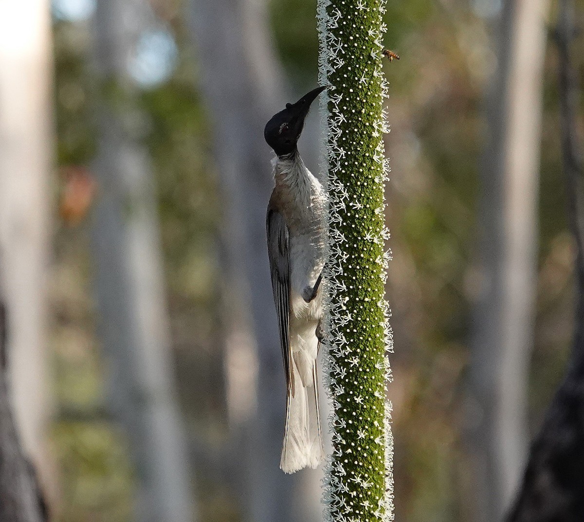 Noisy Friarbird - ML643175307