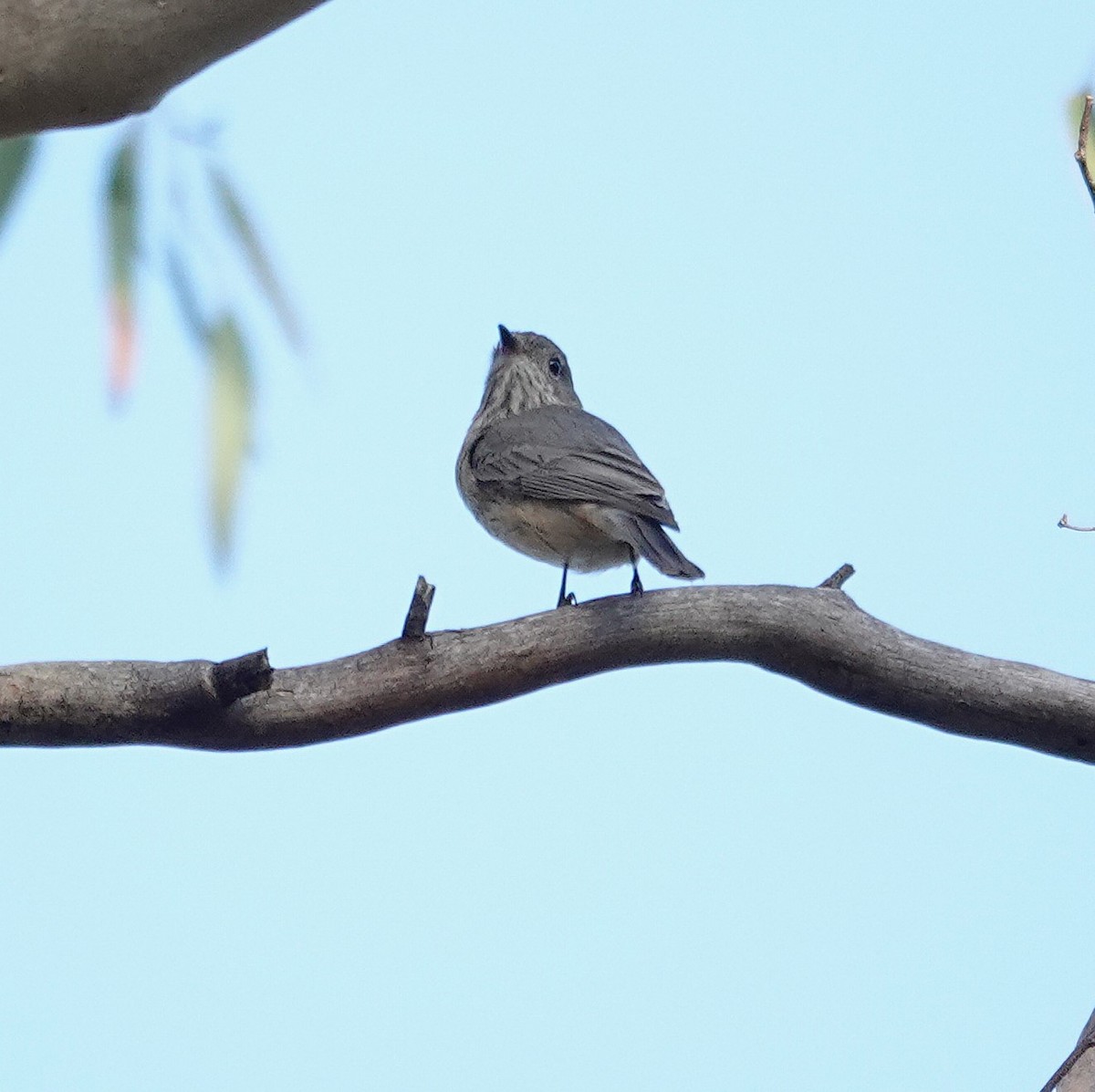 Rufous Whistler - ML643175308