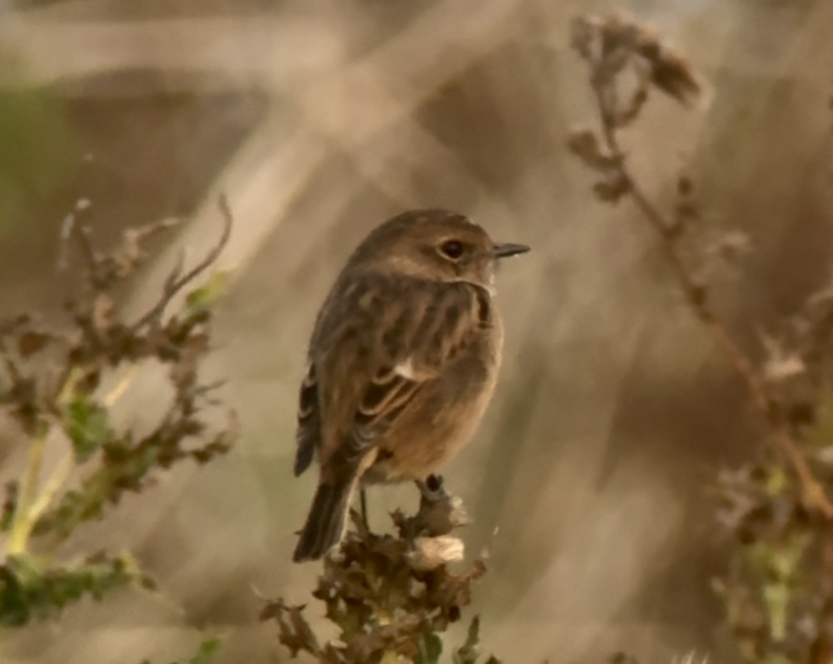 European Stonechat - ML643175310