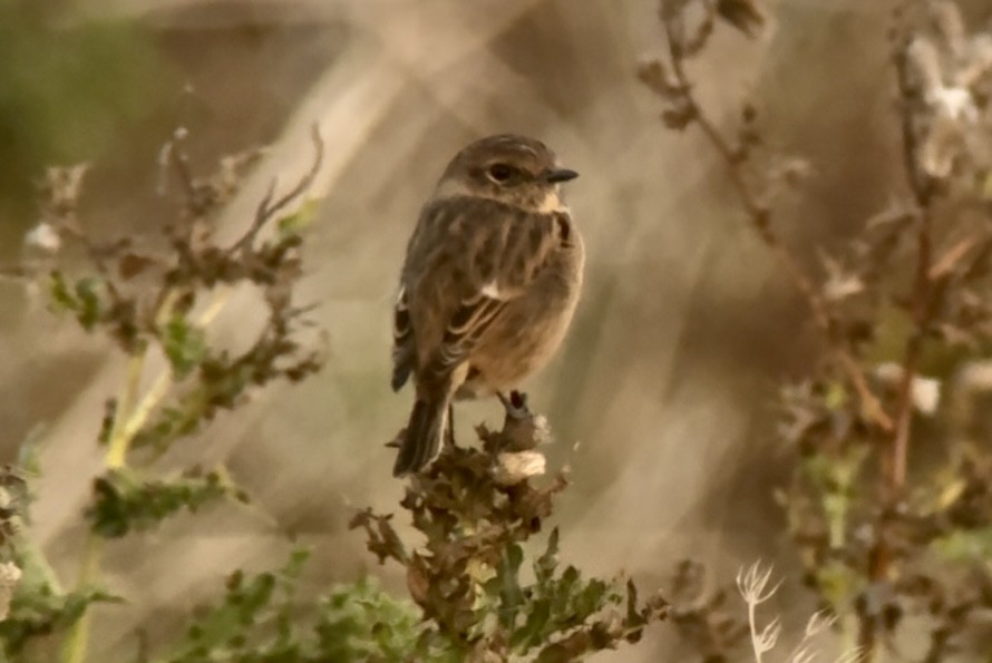 European Stonechat - ML643175311