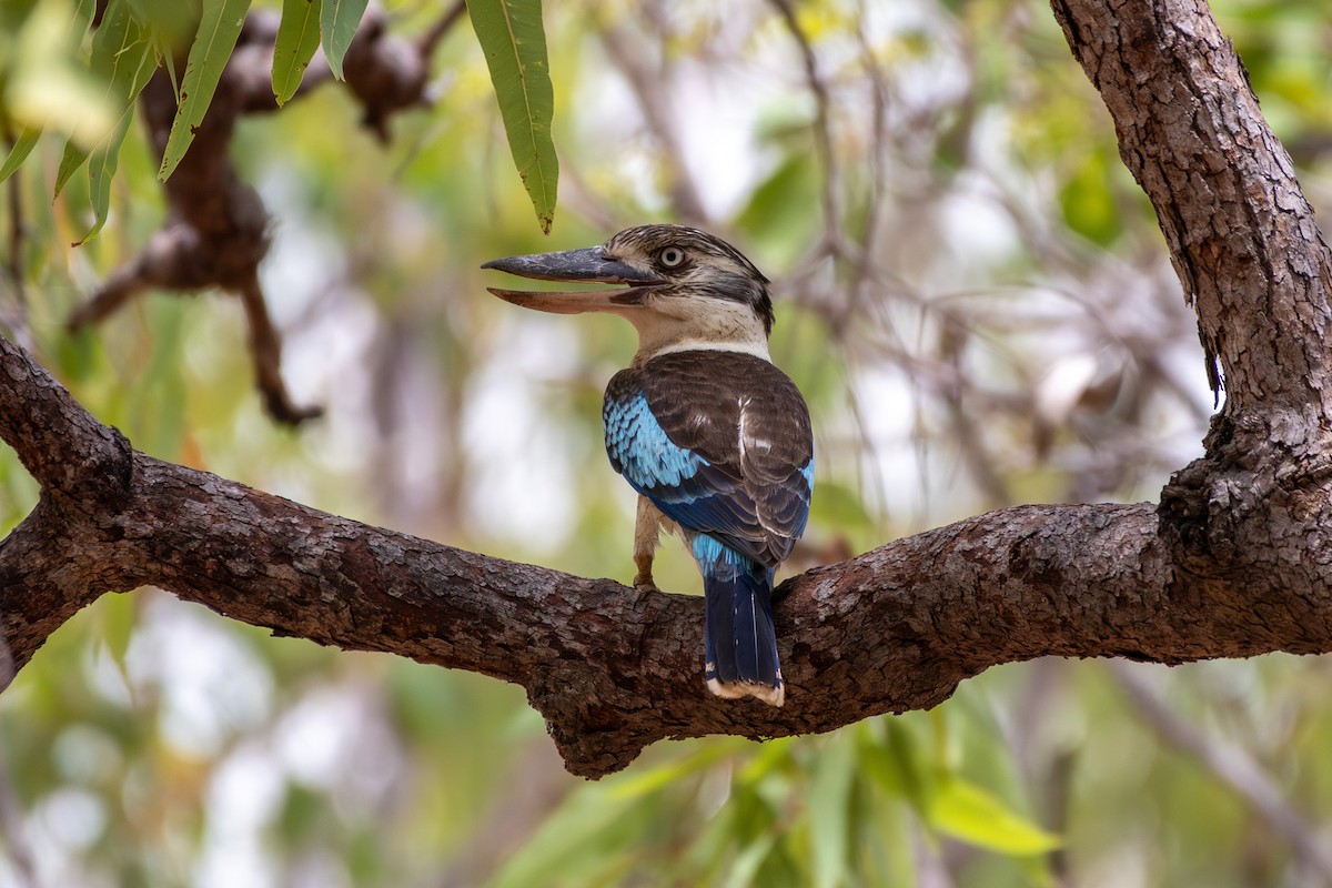 Blue-winged Kookaburra - ML643175312