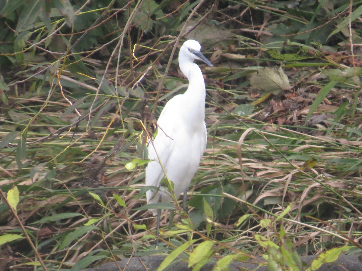 Little Egret - ML643175313